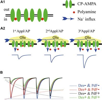 The Role of Polyamine-Dependent Facilitation of Calcium Permeable AMPARs in Short-Term Synaptic Enhancement